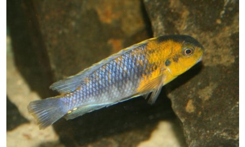 Tropheops red cheek chizumulu